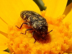 Acmaeodera diffusa