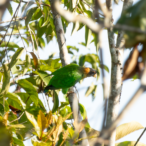 Caica Parrot