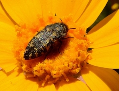 Acmaeodera diffusa