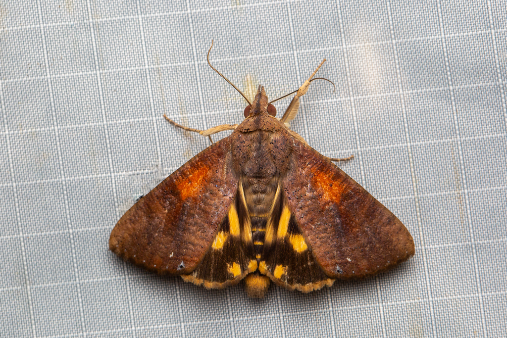 Hypocala violacea