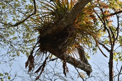 Tillandsia zoquensis