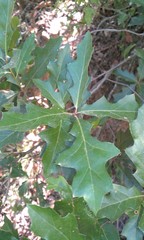 Quercus canbyi