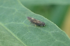 Scaphytopius loricatus