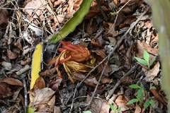 Selenicereus ocamponis