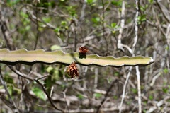 Selenicereus ocamponis