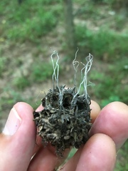 Xylaria liquidambar
