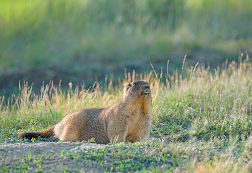 Bobak Marmot, Нижегородская обл., Россия, photo 9 of 10