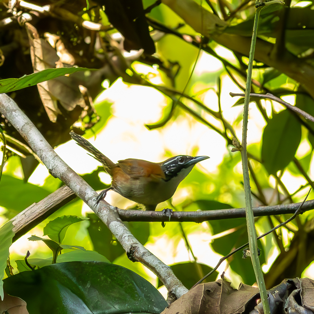 Coraya Wren