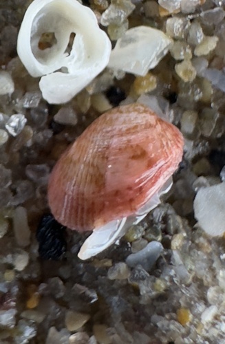 Marbled Crenella