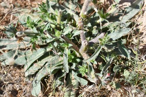 Image of Echium asperrimum by (c) Mourad Harzallah, some rights reserved (CC BY)