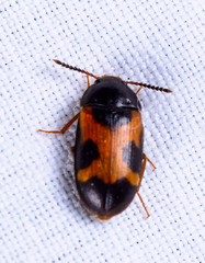 Mycetophagidae