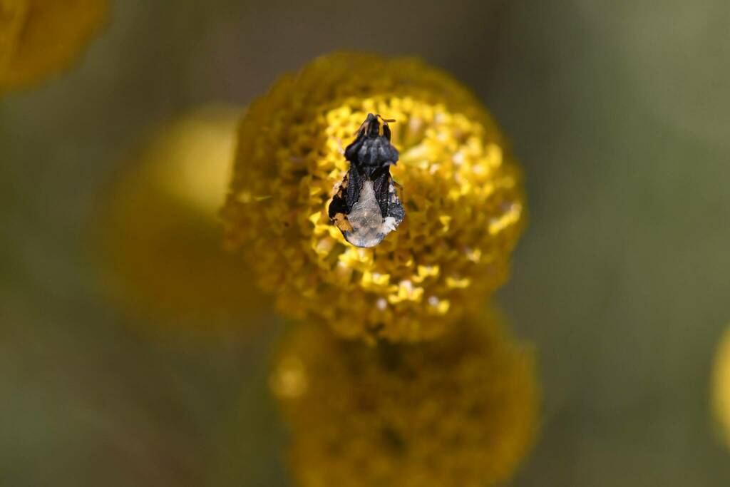 Phymata monstrosa
