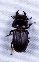 Dorcus parallelus