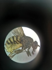 Diptera