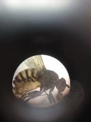 Diptera