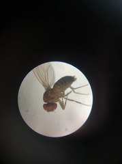 Drosophilidae