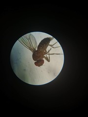 Drosophilidae