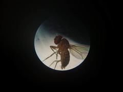 Drosophilidae