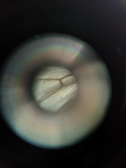 Diptera