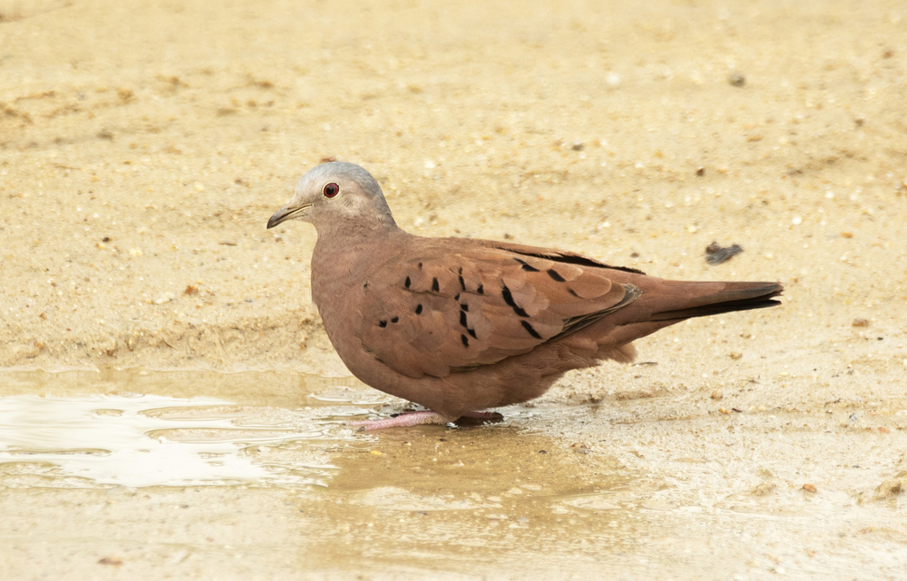 Ruddy Ground Dove photo