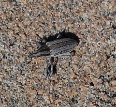 Scaphomorphus calandroides