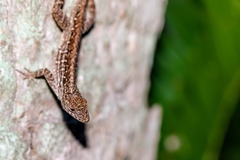 Anolis sagrei