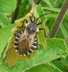 Spartocera alternata
