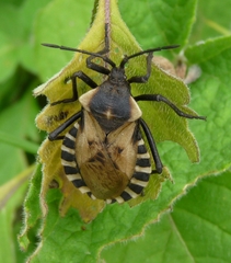 Spartocera alternata