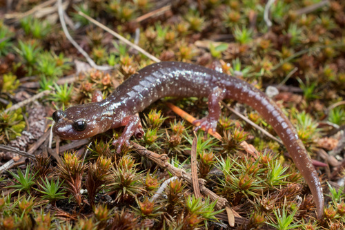 Clouded Salamander