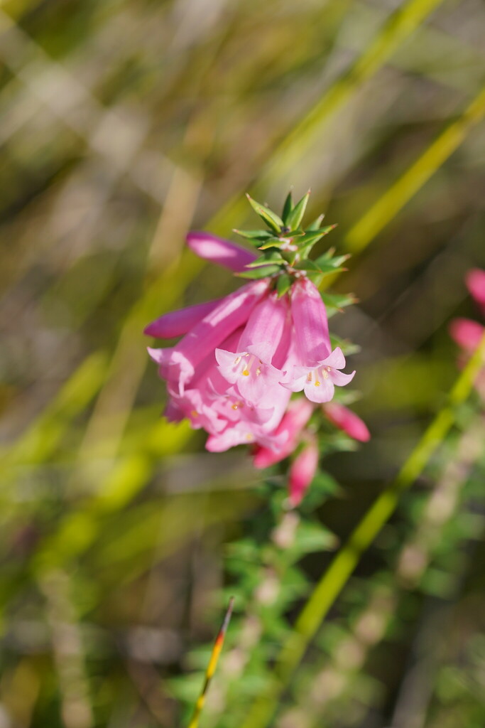 Common Heath from Mallacoota VIC 3892, Australia on June 27, 2024 at 11 ...