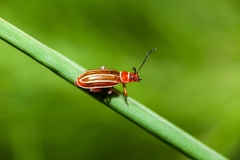 Disonycha conjugata