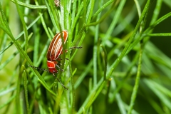 Disonycha conjugata