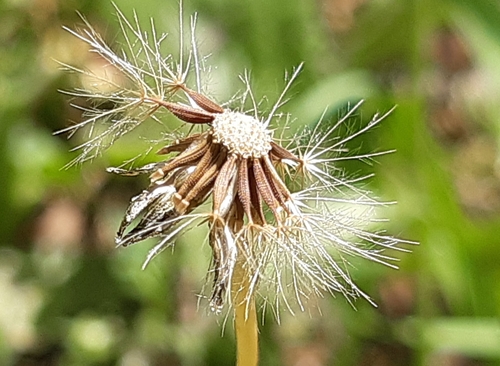 Leontodon saxatilis ssp. saxatilis