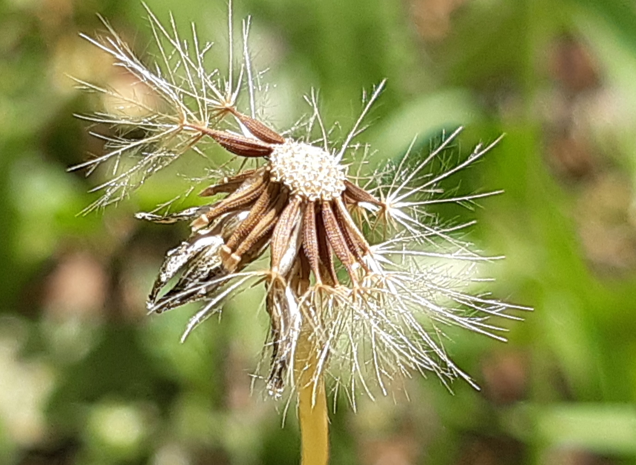 Leontodon saxatilis ssp. saxatilis
