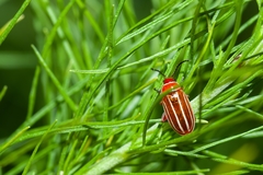 Disonycha conjugata