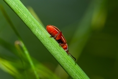 Disonycha conjugata
