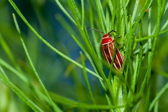 Disonycha conjugata