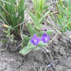 Scutellaria brittonii
