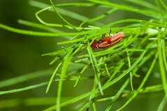 Disonycha conjugata