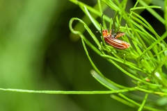 Disonycha conjugata