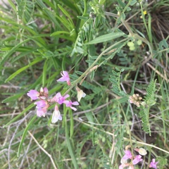 Astragalus flexuosus
