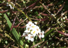 Erysimum concinnum