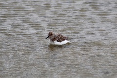 Calidris alba