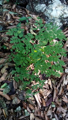 Adiantum andicola