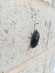 Harpalus caliginosus