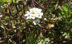 Erysimum concinnum