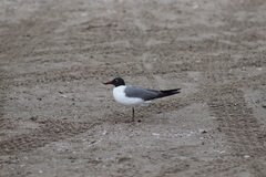 Leucophaeus atricilla