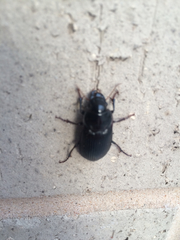 Harpalus caliginosus