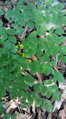 Adiantum andicola