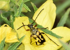 Typocerus octonotatus